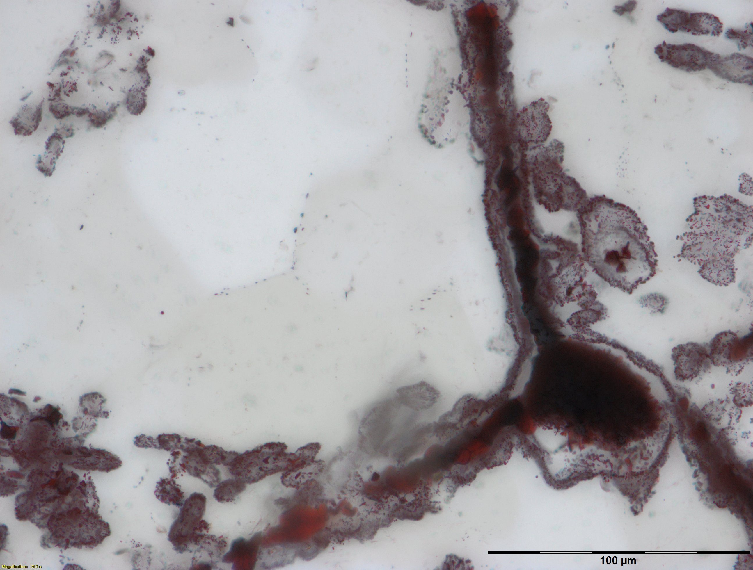 Haematite filament attached to a clump of iron in the lower right, from hydrothermal vent deposits in the Nuvvuagittuq Supracrustal Belt in Quebec, Canada. These clumps of iron and filaments were microbial cells and are similar to modern microbes found in vent environments. Credit: M.Dodd 