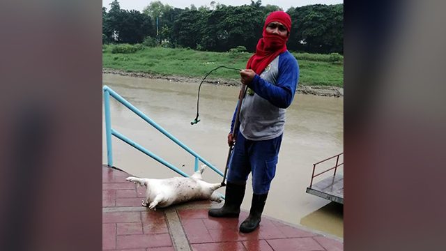 Pig carcasses retrieved along Marikina River