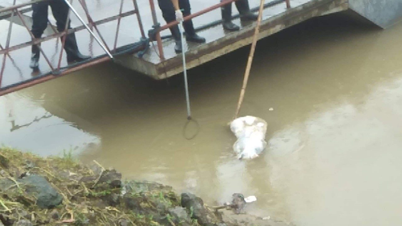 Marikina to file charges vs dumping pig carcasses into river
