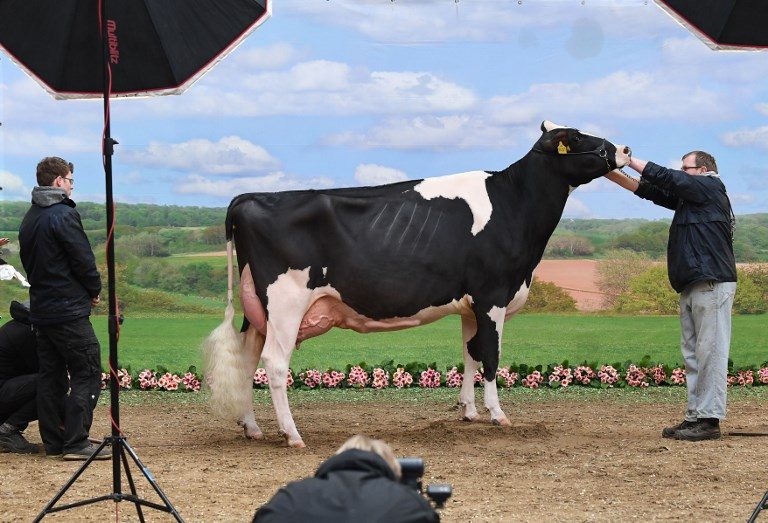 PAGEANT PREPS. A cow is prepared for a photo shoot during the 45th edition of the 'Show of the Best (Schau der Besten)' dairy cow beauty pageant on February 22, 2018, in Verden an der Aller, northwestern Germany. Photo by Carmen Jaspersen/DPA/AFP 
