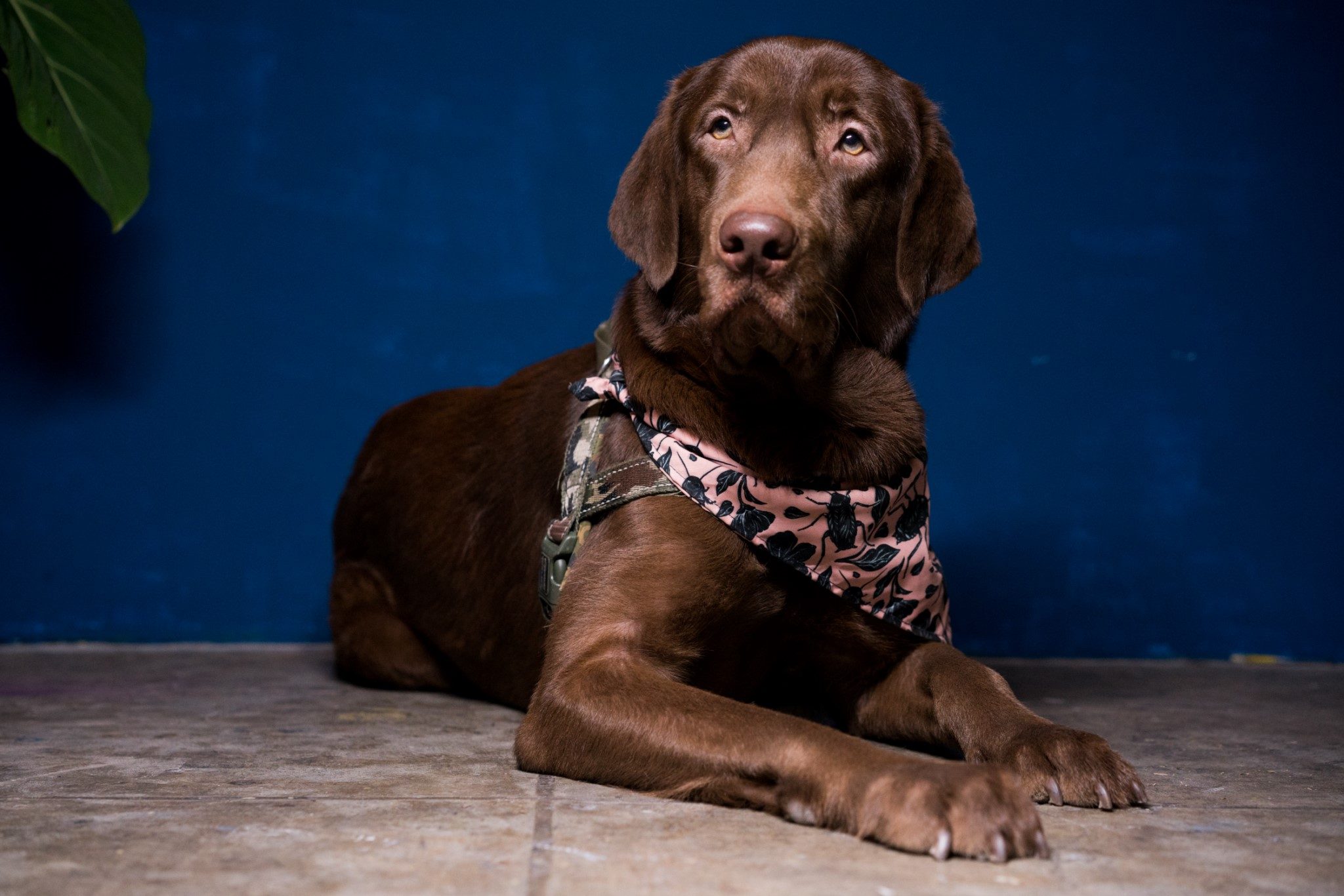 GIN. Lari's dog Gin is Nobody Clothing's unofficial mascot – he wears a bandana in the same print that was featured in the brand's 'Science Project IV: All Roads Lead Home' collection. Photo by Martin San Diego/Rappler 