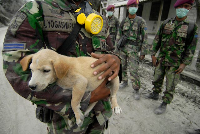 TNI membantu penyelamatan warga, termasuk mengevakuasi anjing ini di Sidorejo, Deles, Klaten, 07 November 2010. EPA/MOHAMMAD ALI 