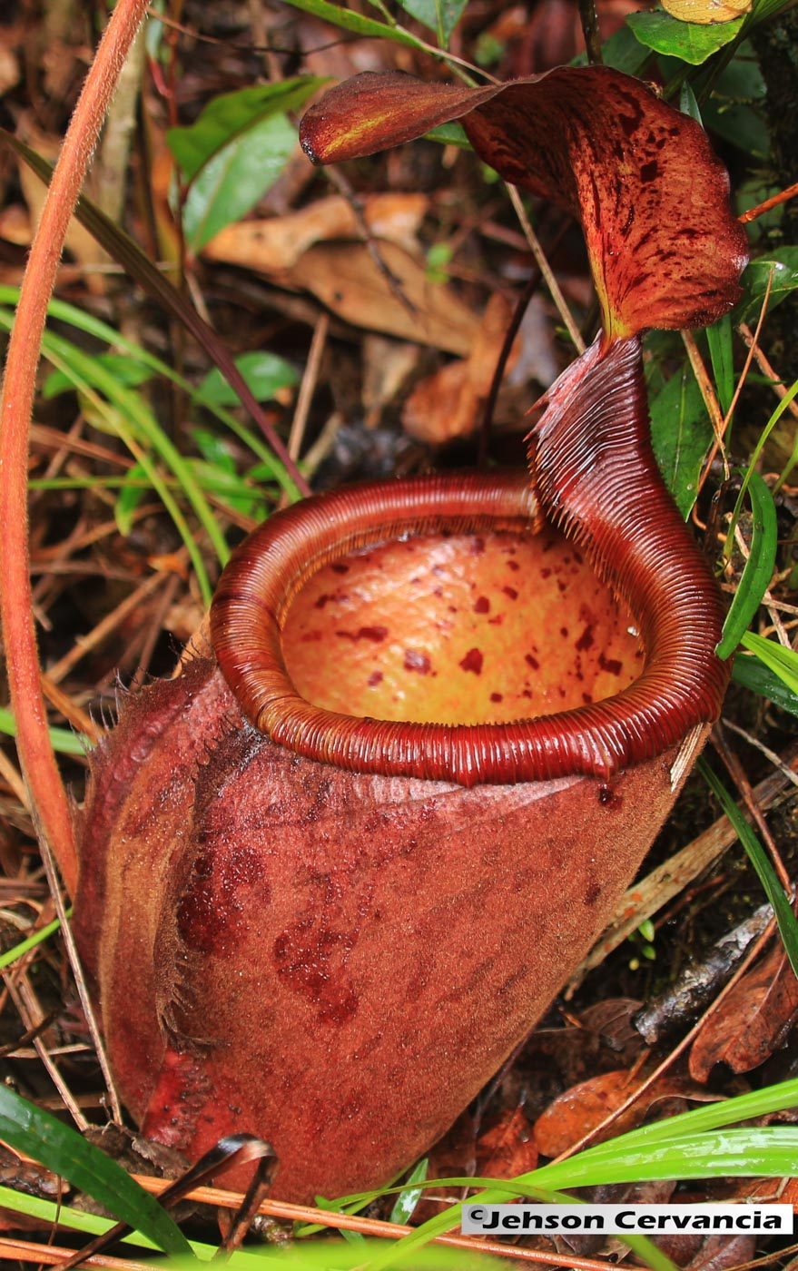 UNIQUE FLORA. Nepenthes palawanensis, an endemic pitcher plant species, grows in abundance along the trail to Sultan Peak. Photo courtesy of Jehson Cervancia/Narra Municipal Tourism Office 