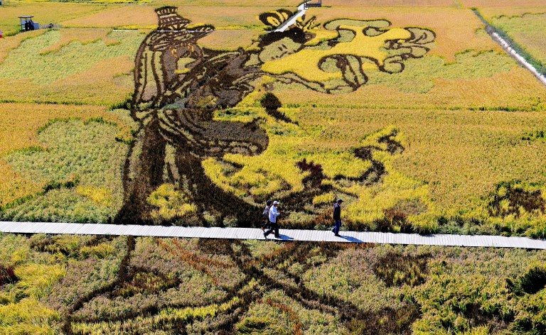 AGRI ART. A image of Chinese traditional beauty created using different varieties of rice is seen in a paddy during the harvest season in Shenyang in China's northeast Liaoning province on September 20, 2017. Photo by AFP 