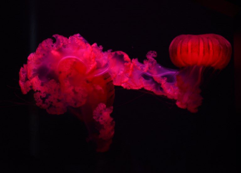 WATER ATTRACTION. A jellyfish is illuminated at the Mystic Aquarium in Mystic, Connecticut. on June 18, 2017. The aquarium was founded in 1973. Photo by Timothy Clary/AFP   