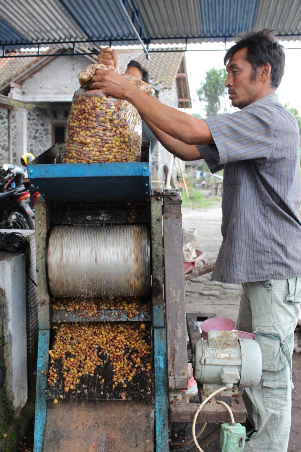 Penggilingan buah kopi untuk memisahkan kulit dan biji setelah proses fermentasi. Foto oleh Ari Susanto/Rappler 