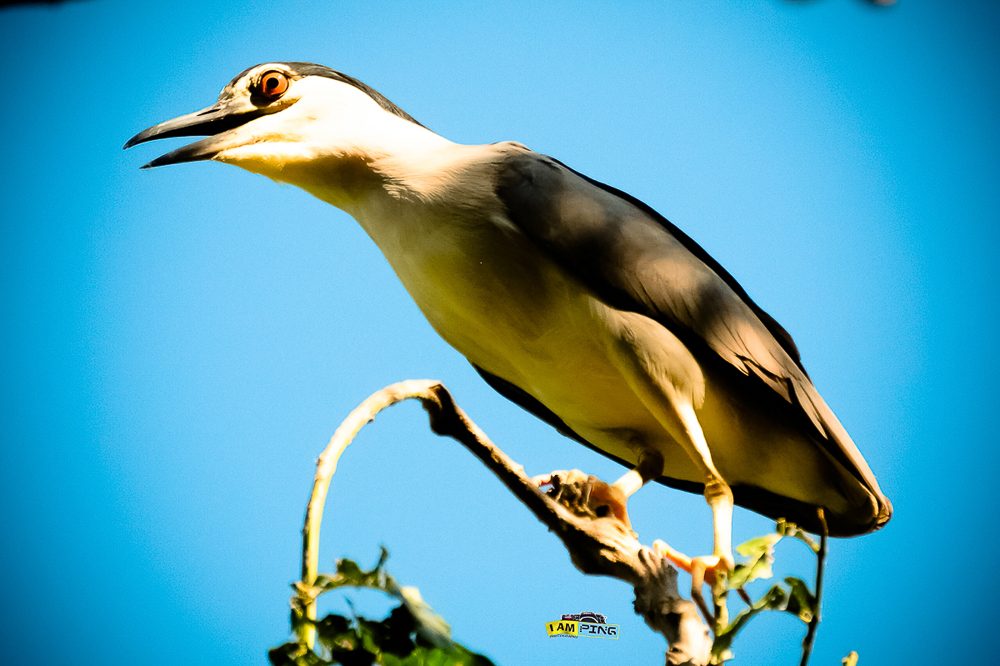 SPOTTED YOU. A night heron resting in one of the Kakawate trees. Photo by Ping Zerrudo 