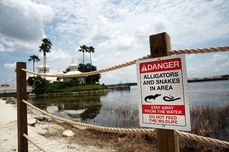 Dozens of alligators captured prior to child’s death at Disney