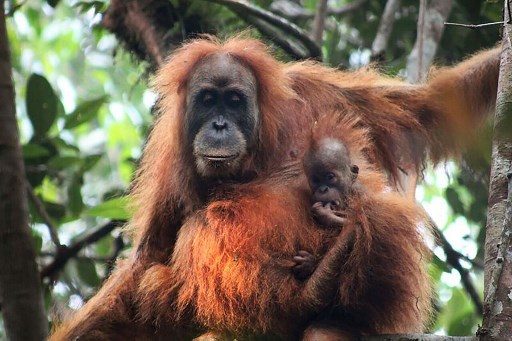 LOOK: There’s a newly discovered great ape species in Indonesia