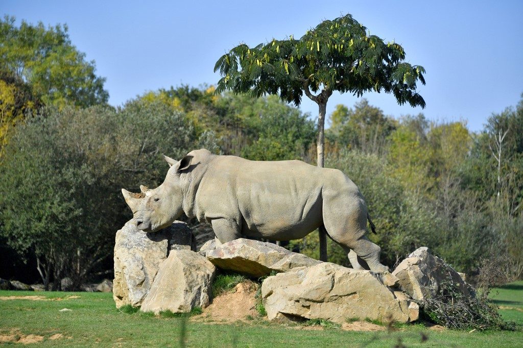 World’s oldest captive white rhino dies in French zoo
