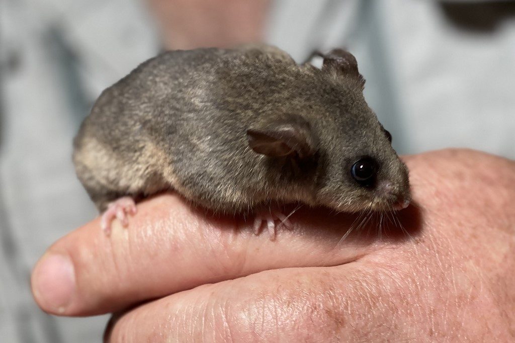 Aussie researchers mount rescue bid for endangered pygmy possum