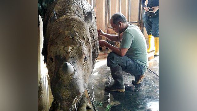 Malaysia’s last known Sumatran rhino dies
