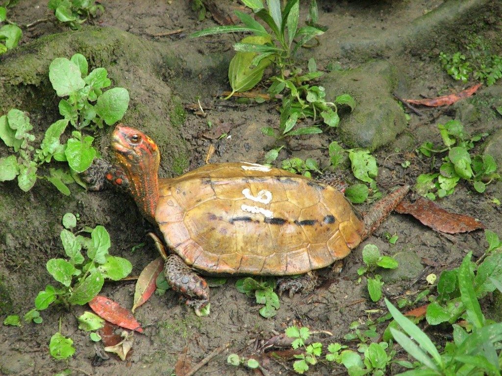 Dozens of endangered turtles disappear from Japan zoo