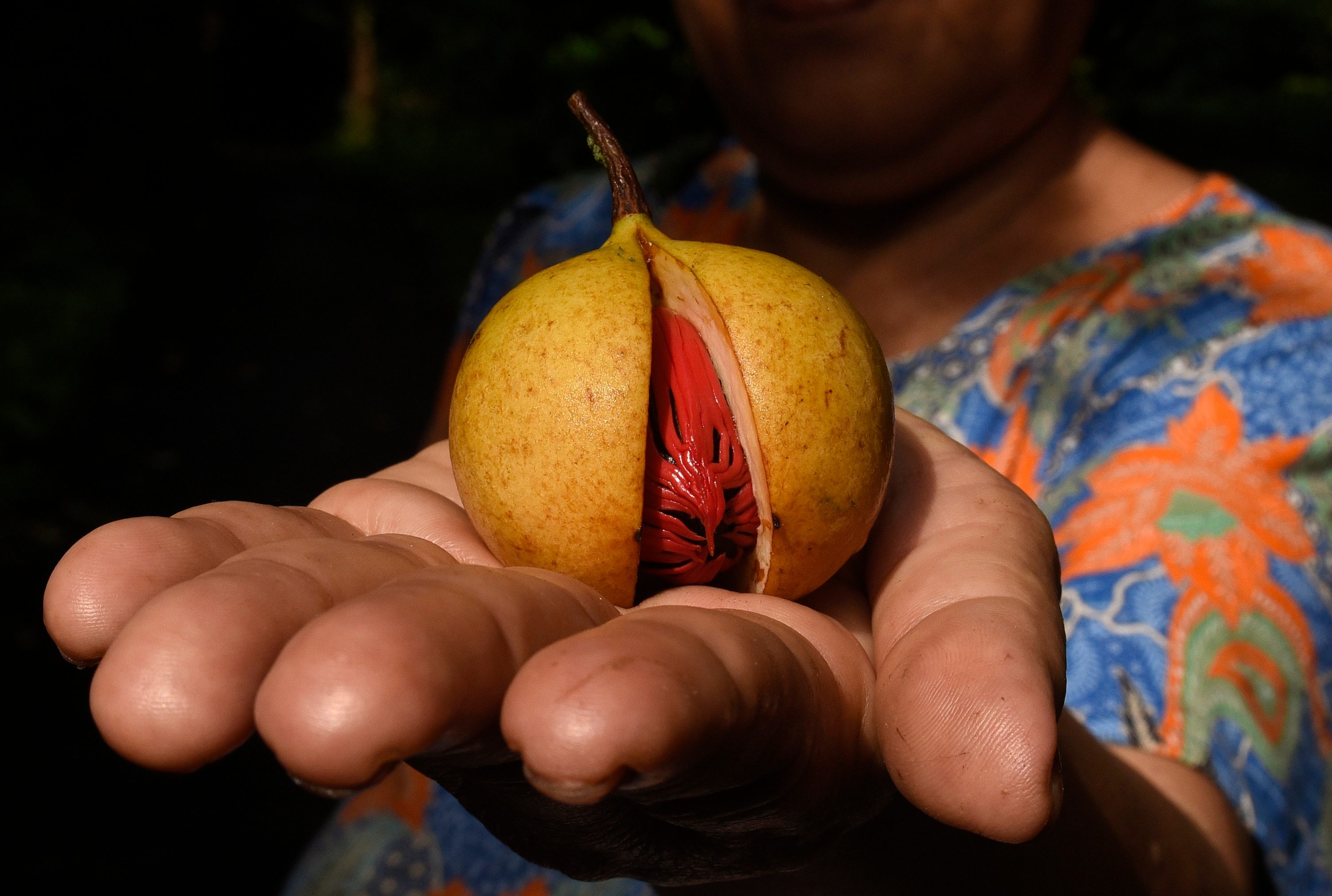 Warga menunjukkan buah pala yang telah matang di Banda Neira. Foto oleh Fanny Octavianus/Antara 