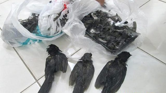 DENR appeals case vs researchers who killed Cebu rare birds