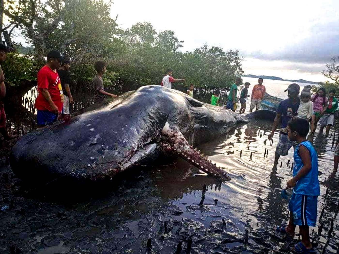 Dead sperm whale in Camarines Sur had fractured jaw – BFAR
