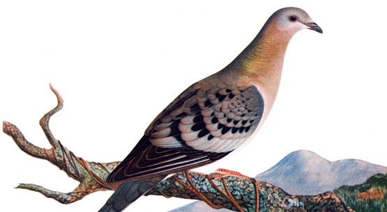 Billions-strong flocks of Passenger Pigeons (Ectopistes migratorius) once turned North American skies black. Commercial hunting for meat completely wiped out the species by 1914. Image courtesy of Bagheera 