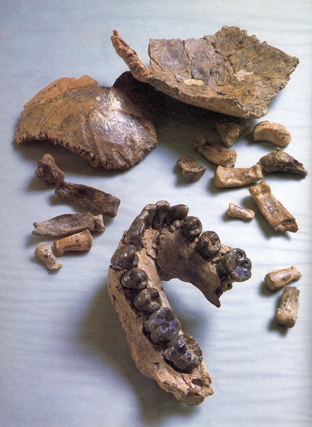 The fossil Olduvai Hominid 7 (OH 7), including a partial lower jaw, bones of the braincase and hand bones. Image courtesy John Reader 