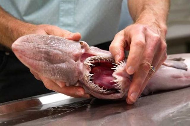 Rare ‘alien of the deep’ goblin shark found in Australia