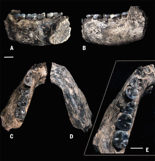 The LD 350-1 mandible. (A) Medial view. (B) Lateral view. (C) Occlusal view. (D) Basal view. (E) Enlarged occlusal view of dentition. Scale bars, 1 cm. Image courtesy Science/ Villmoare et al 2015 