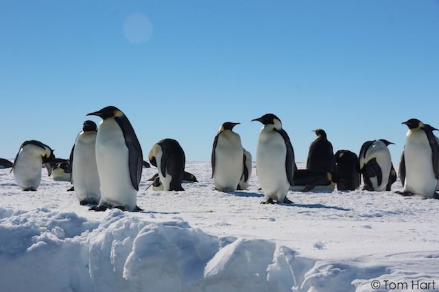 Ice age emperor penguins hit hard by the cold – study