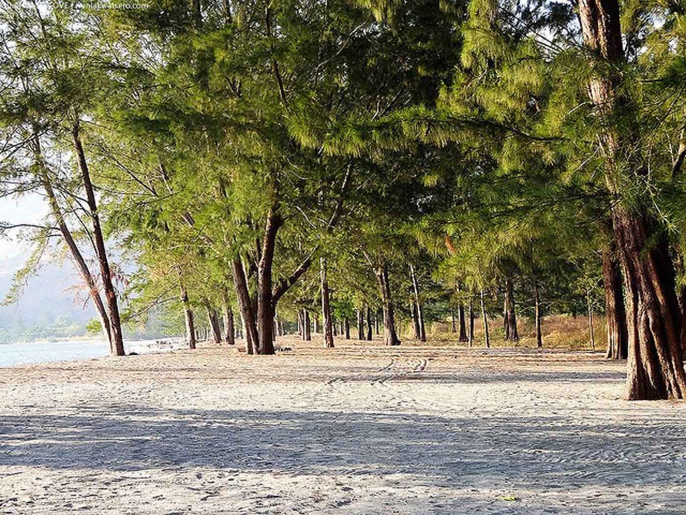 GREEN. Silanguin’s shores are shaded by agoho trees. Photo by Ivan Briñas Cultura 