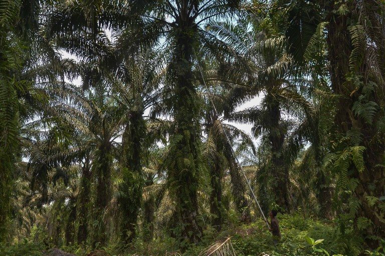 Malaysia, Indonesia to help Philippines settle palm oil dumping