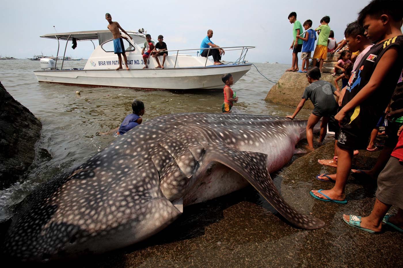 Dead whale shark spotted in Cavite waters