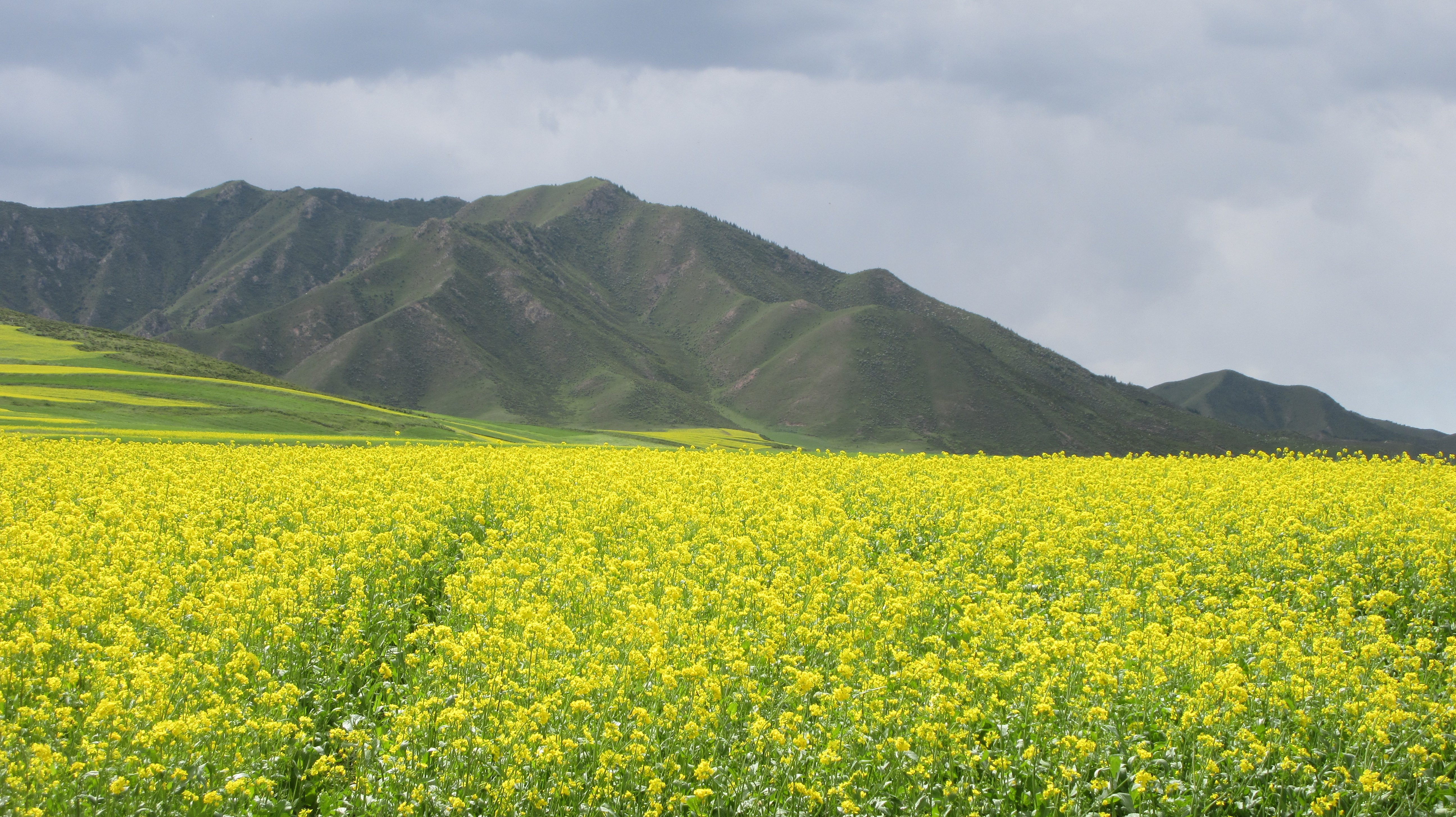 SEA OF YELLOW. If you come at the right season, you'll see a sea of yellow flowers in Biandukou, a day trip from Zhangye. 