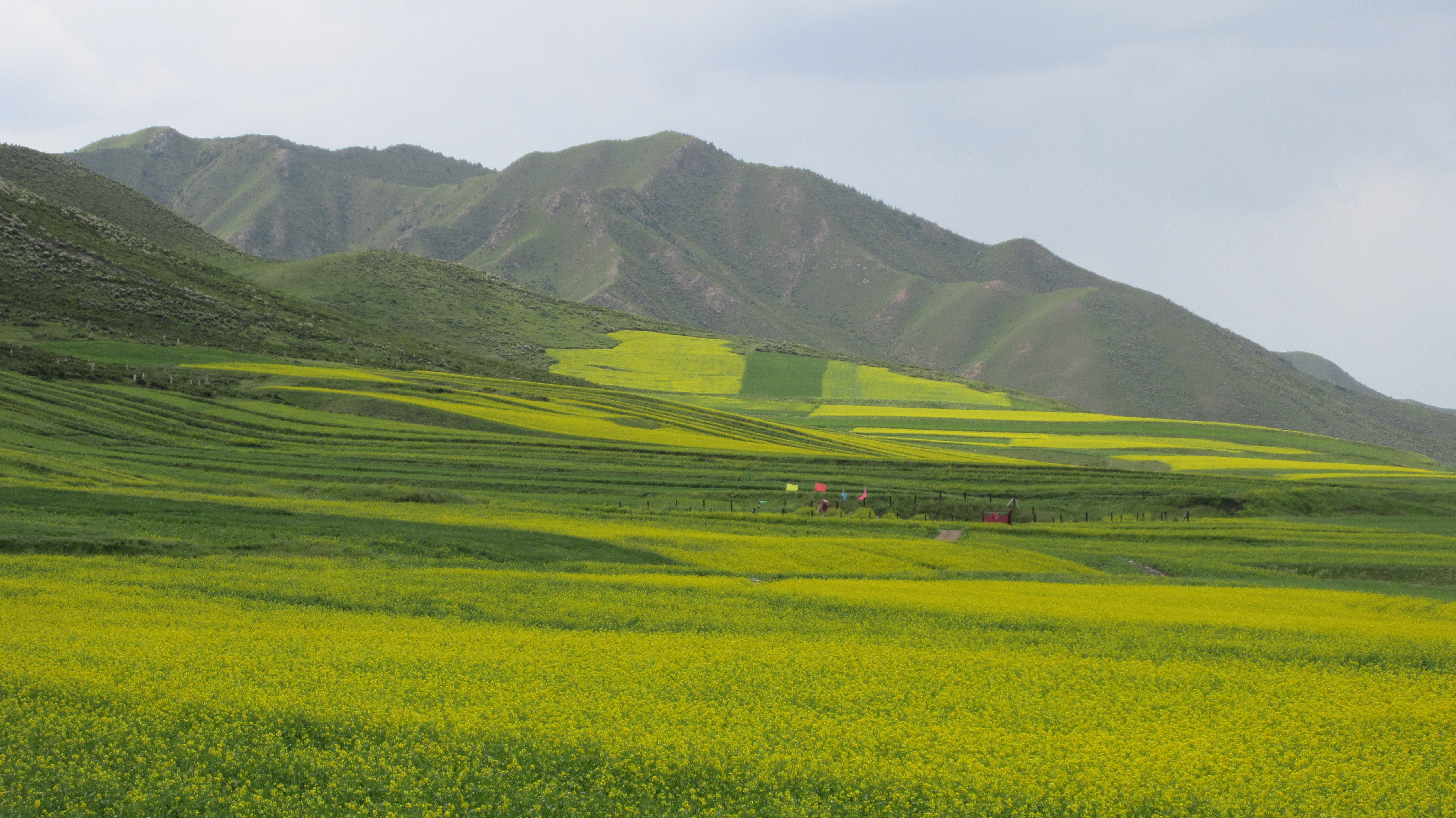 YELLOW AND GREEN. The yellow flowers complement the green rolling hills of Biandukou.
 