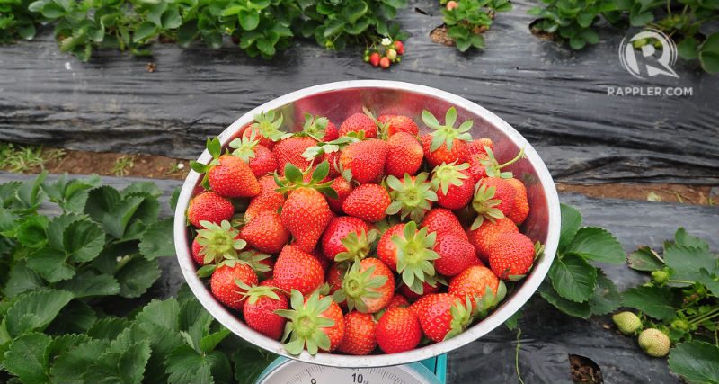 LA TRINIDAD. Head to nearby La Trinidad to experience strawberry-picking. Photo by Owen Ballesteros 