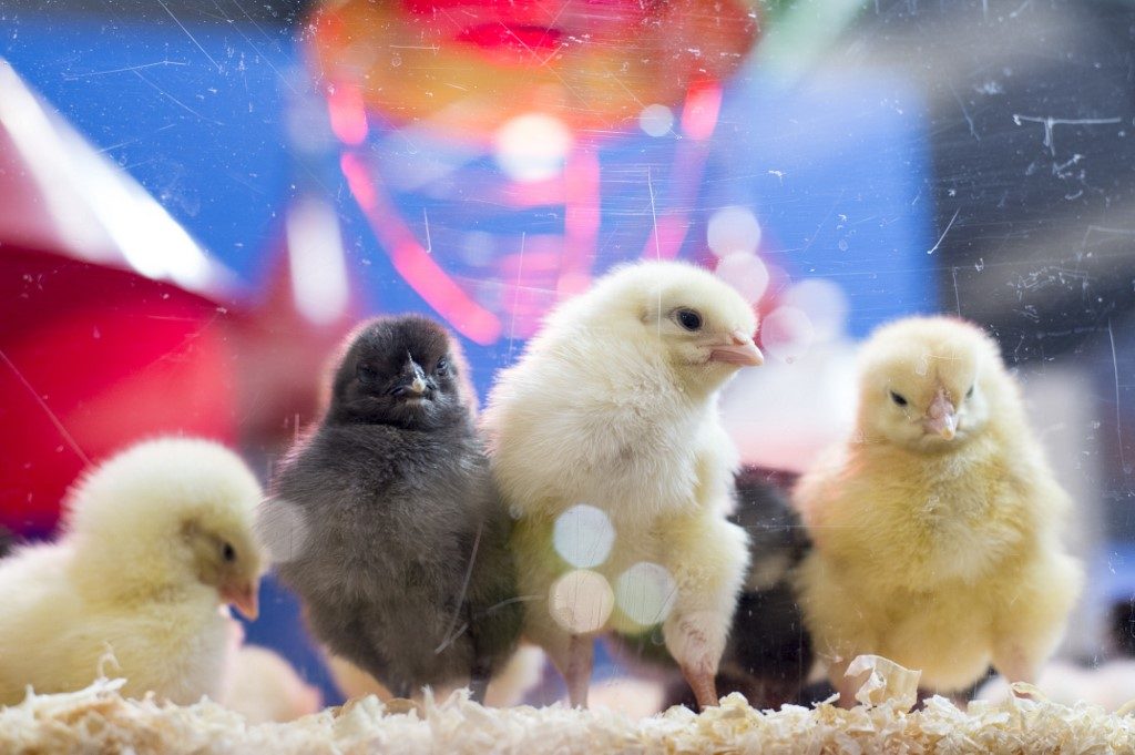 France bans live shredding of male chicks, piglet castration without anesthesia
