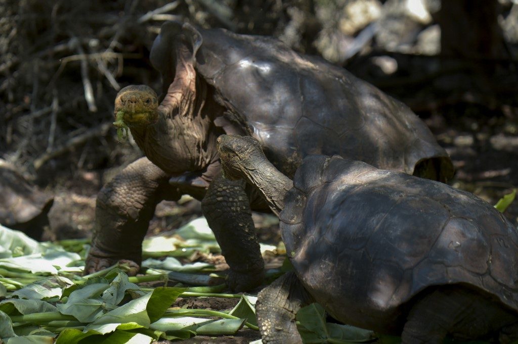 Scientists to search for relatives of extinct Galapagos tortoises