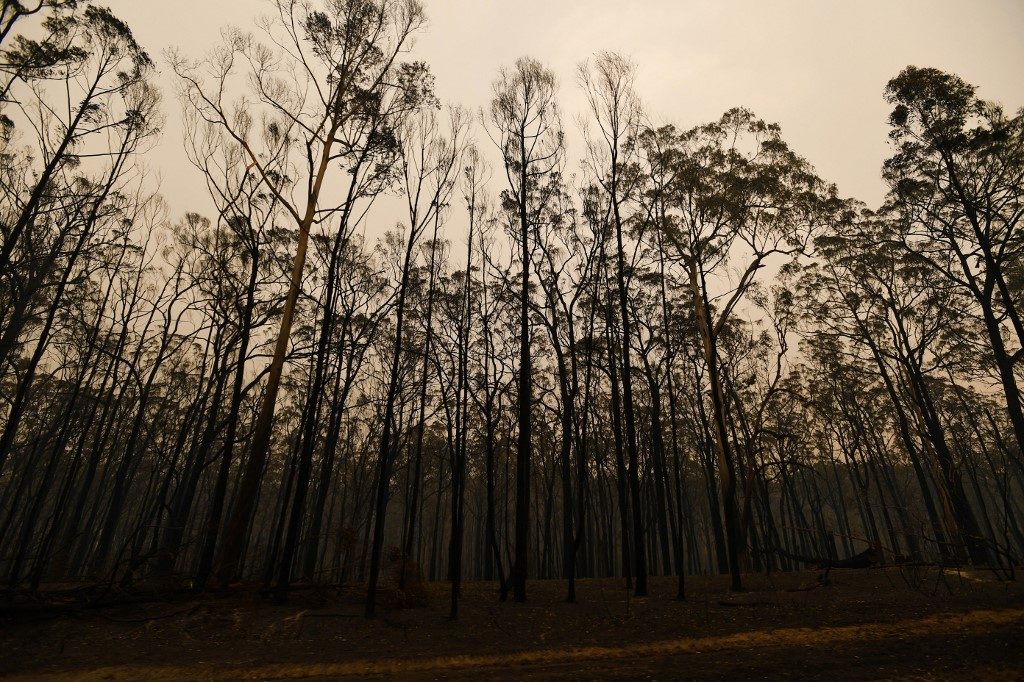 BURNT TREES. A general view shows burnt trees along the Great Alpine road in an area devastated by bushfires in Sarsfield, Victoria state on January 3, 2020. Photo by James Ross/AFP 