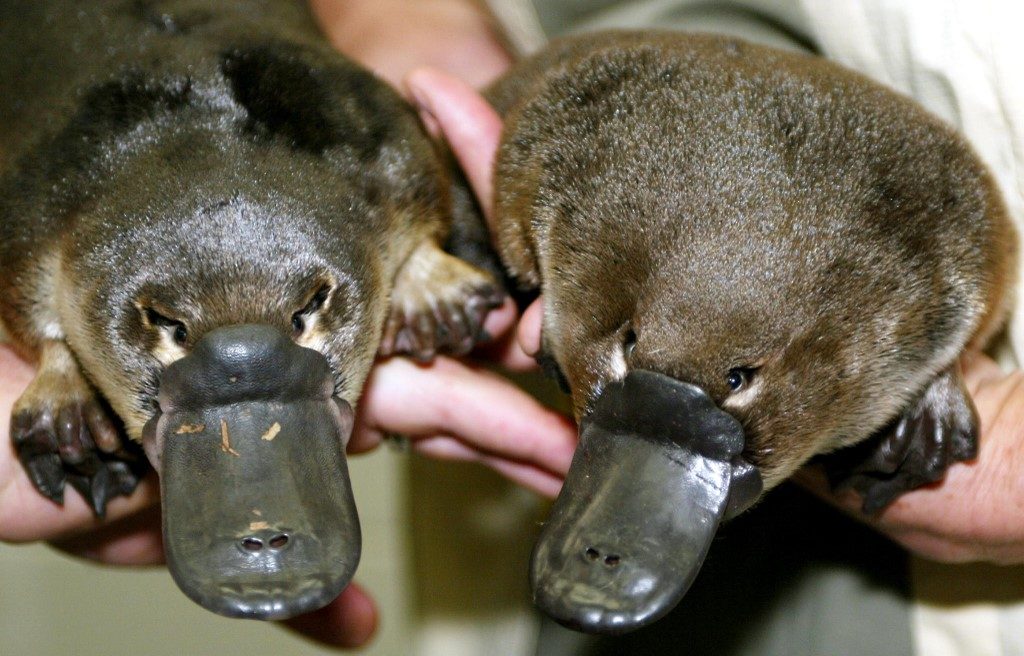 Climate change pushing the platypus towards extinction – researchers