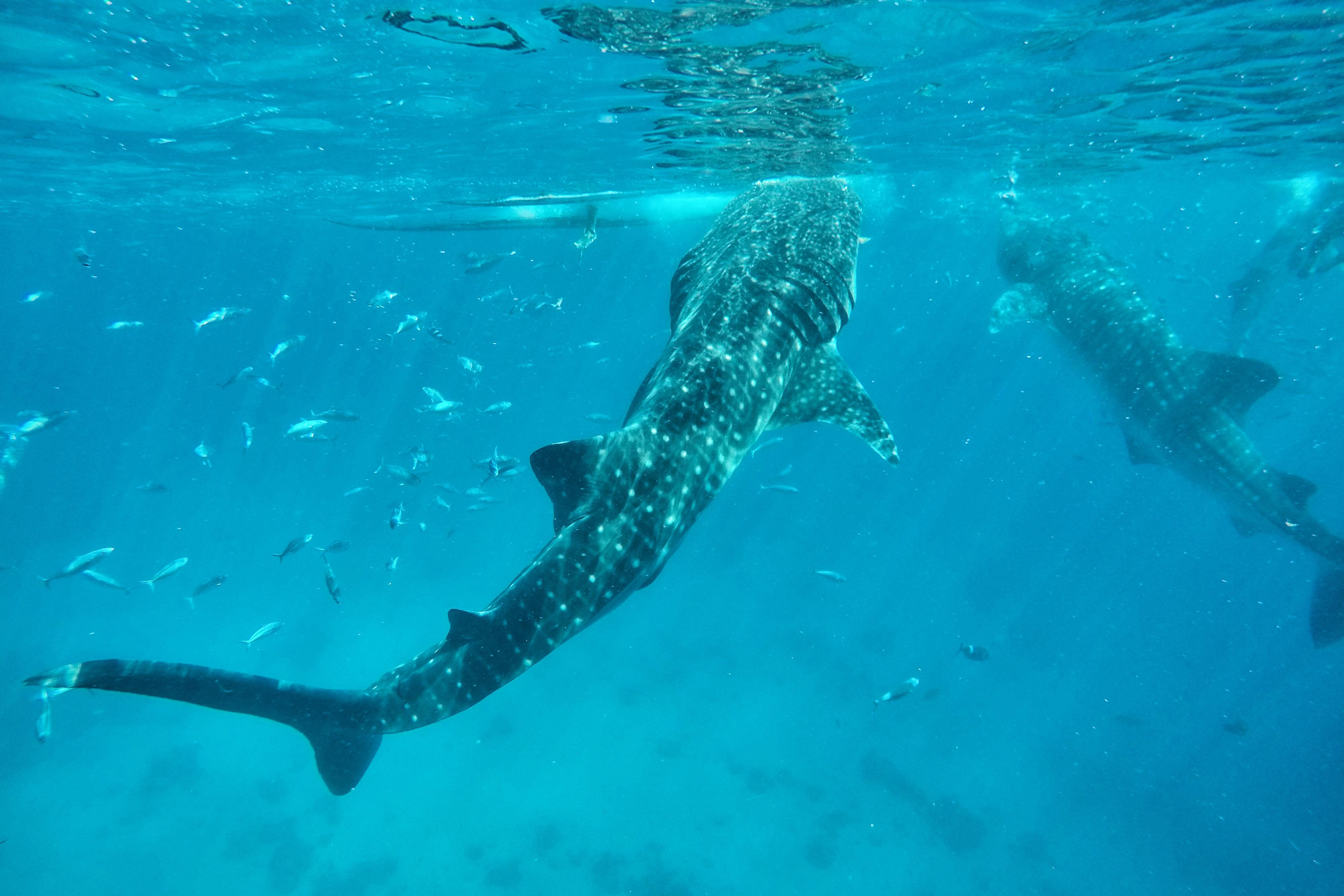 Swimming with the butandings, the gentle giants of the town of Oslob, can be both fun and scary, if you're not used to the idea. Photo by Louie Lapat/Rappler  