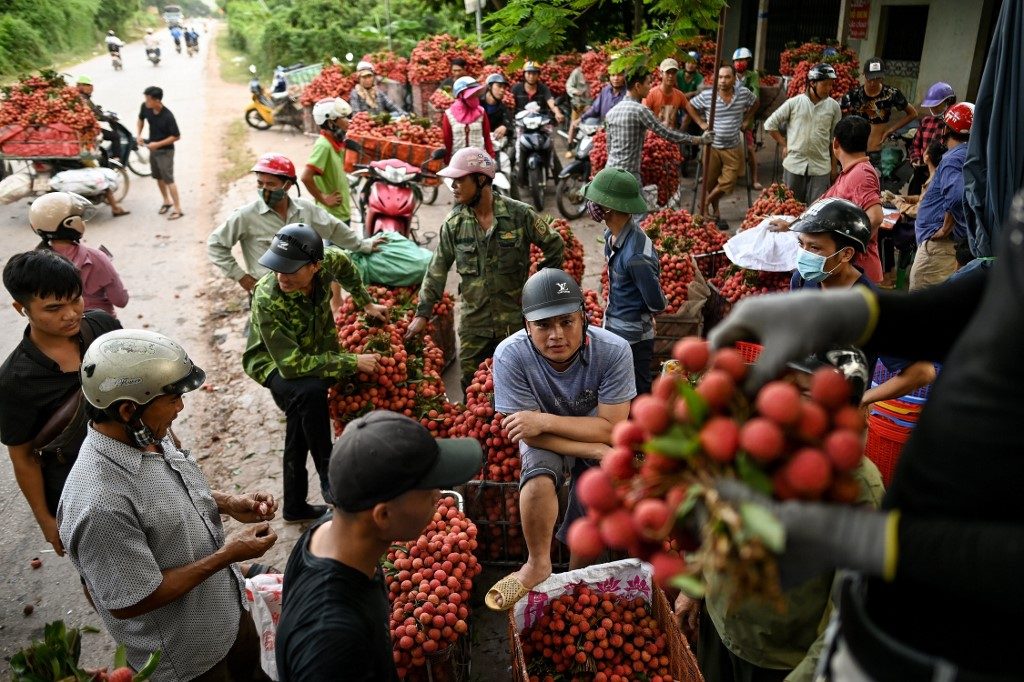 Vietnam’s lychee crop not bearing fruit as prices slump