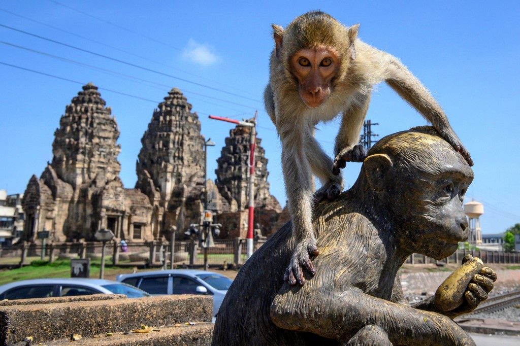 Macaque attack: Humans try to take back Thai city from monkeys