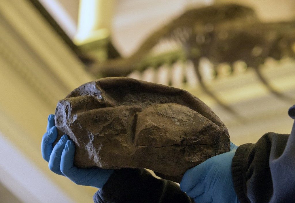 Case cracked: Mystery Antarctica fossil is massive prehistoric egg