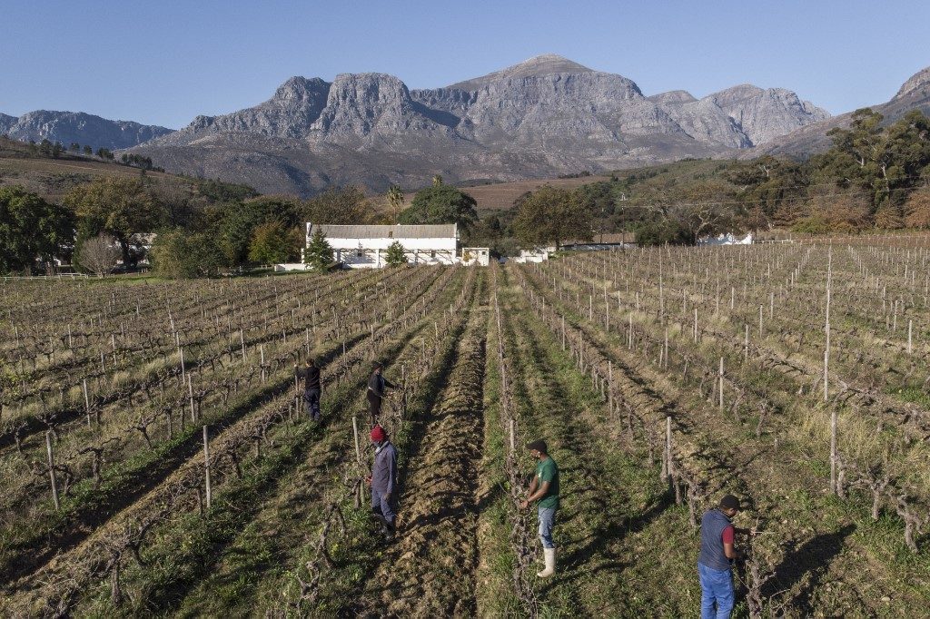Virus booze ban causes headache for South African winemakers