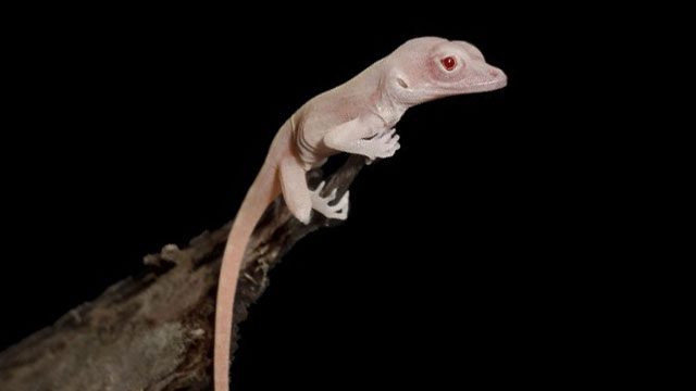 It’ll be all white: Scientists create albino lizards