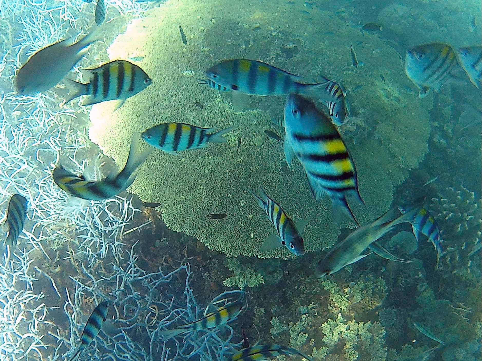 Coral reef snorkels & deep dives. Photo by Potpot Pinili/Rappler 