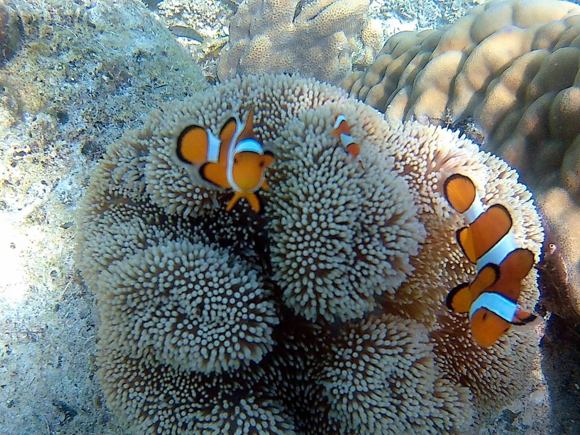 Coral Reef Snorkeling. Photo by Potpot Pinili/Rappler  