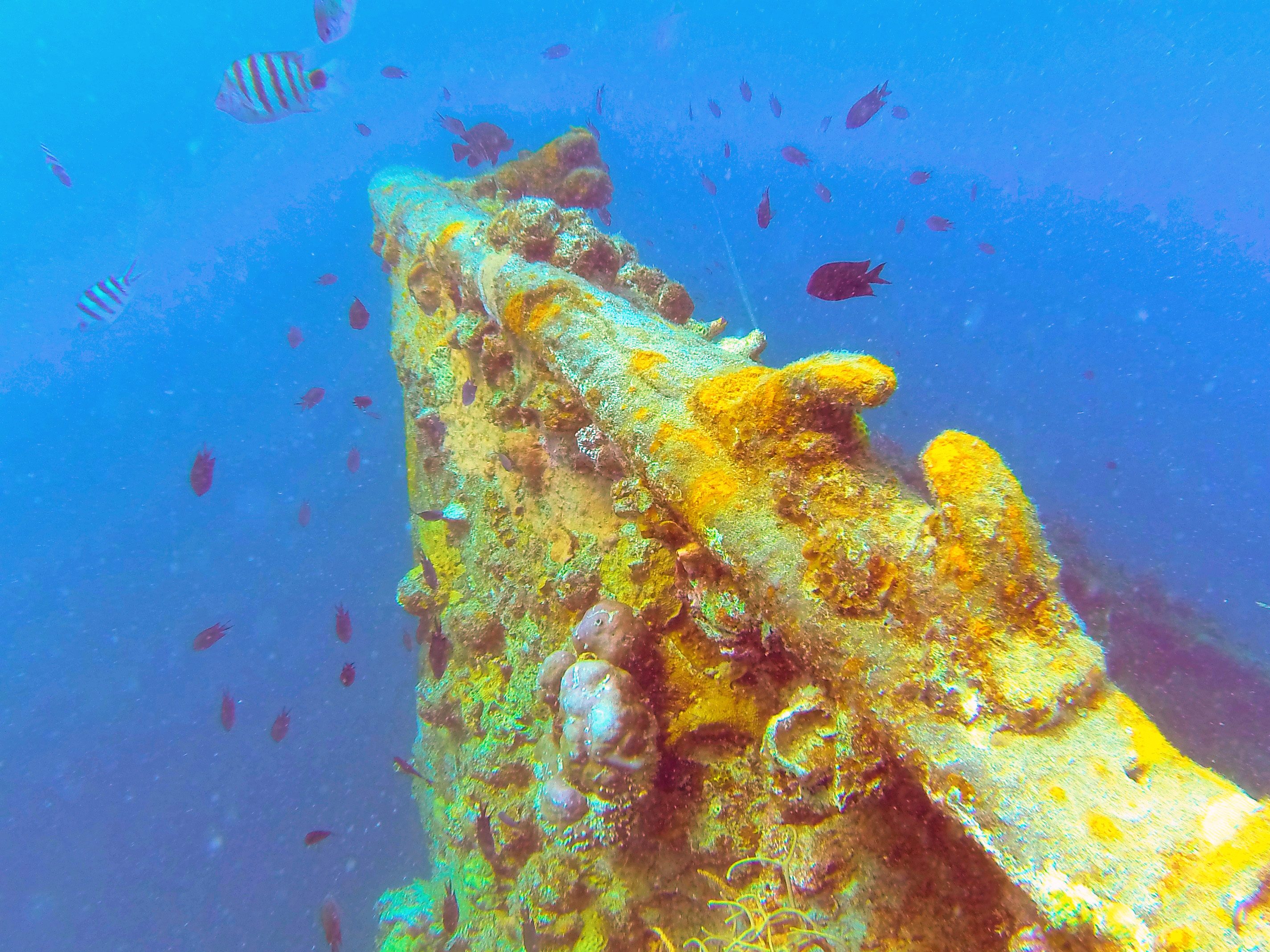 Shipwreck Dives. Photo credits: Renan Bonifacio 