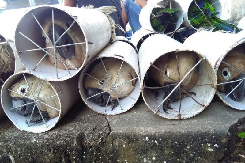 DIMASUKAN BOTOL. Sebanyak 40 ekor kakatua jambul dimasukan ke dalam pipa paralon untuk diselundupkan ke Filipina dari Halmahera. Foto oleh AFP 