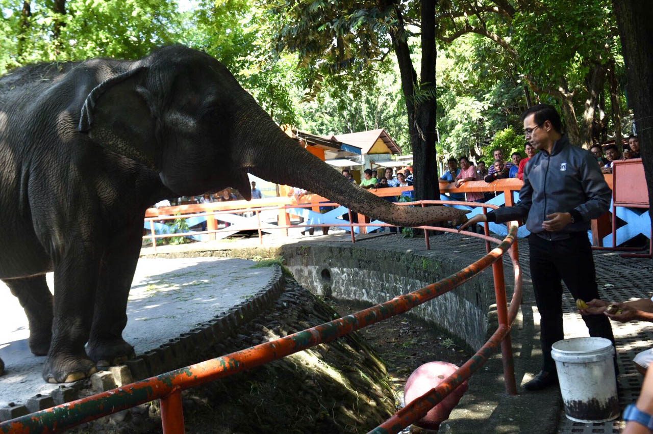 FEEDING MALI. Mali the elephant is hand-fed by the city chief at the temporarily shuttered Manila Zoo on July 4, 2019. Photo by Angie de Silva/Rappler 