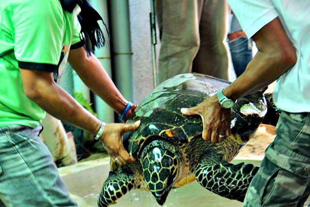 Green sea turtle captured in Cebu