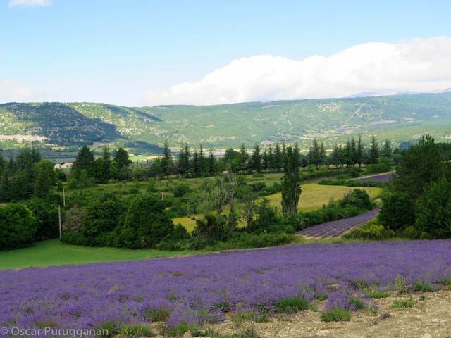 Lavender fields of Luberon 