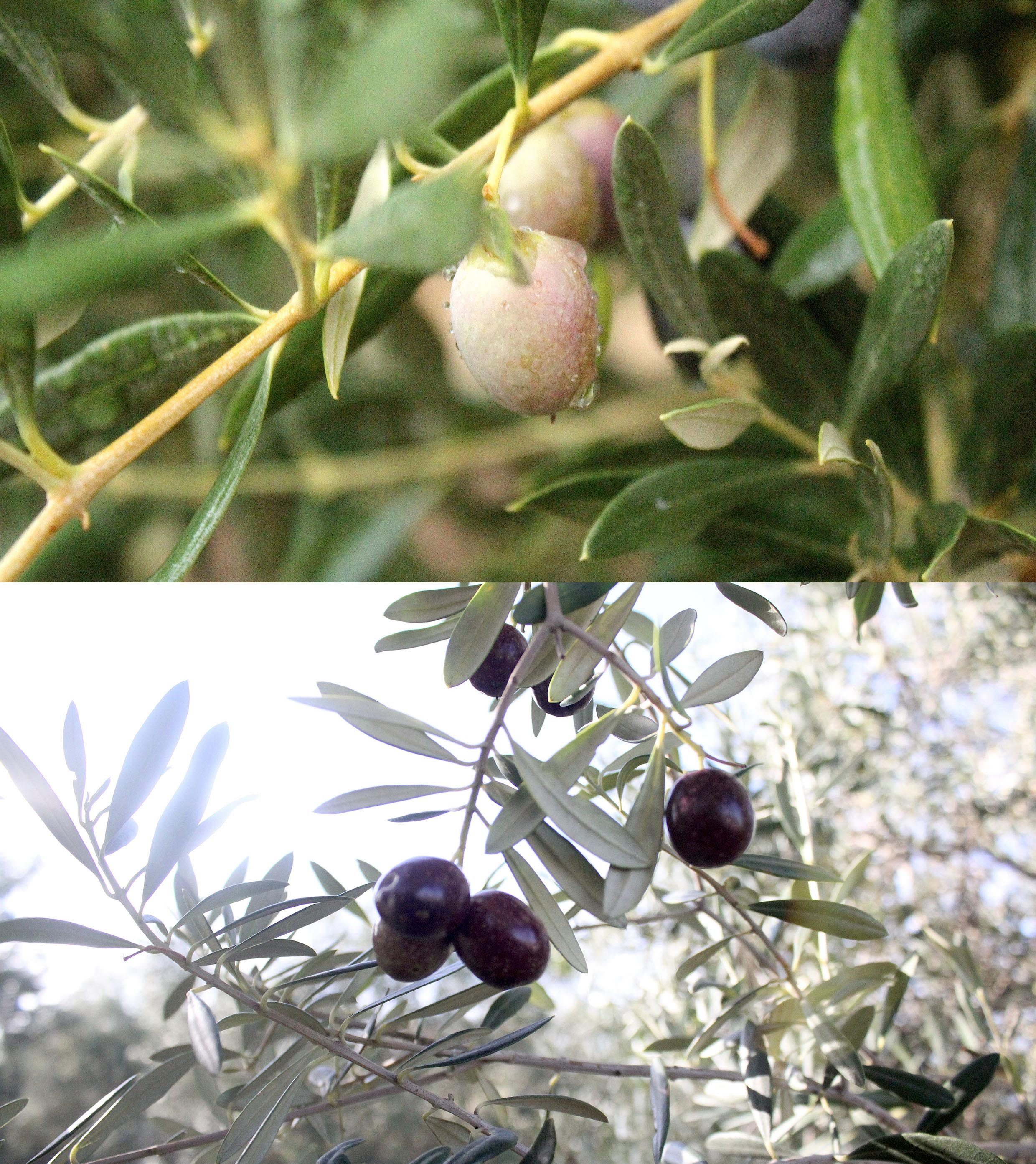 OLIVE FRUITS IN SPAIN. 