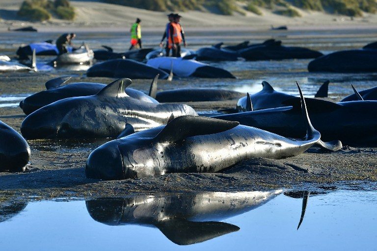 New Zealand beached whale crisis ‘over’ say rescuers